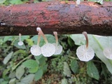 Hemimycena candida image