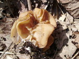 Gyromitra brunnea image