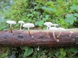 Hemimycena candida image