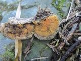 Rigidoporus lineatus image