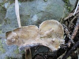 Rigidoporus lineatus image