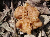 Gyromitra brunnea image