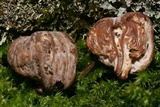 Nectriopsis tubariicola image