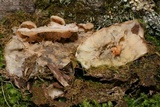 Merulius tremellosus image