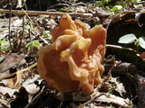 Gyromitra brunnea image
