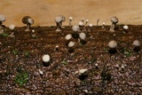 Phleogena faginea image