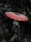Amanita muscaria f. flavivolvata image