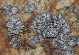 Physcia tribacia var. tribacia image