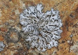 Physcia tribacia var. tribacia image