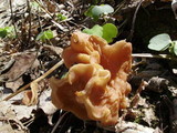 Gyromitra brunnea image