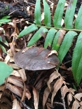 Lactarius pseudomucidus image