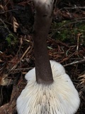 Lactarius pseudomucidus image