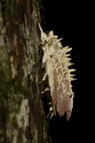 Cordyceps tuberculata image