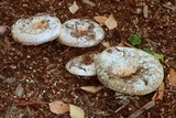 Lactarius pubescens var. betulae image