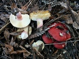Russula rhodocephala image