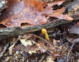 Tolypocladium longisegmentatum image