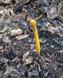 Tolypocladium longisegmentatum image
