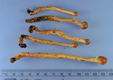 Tolypocladium longisegmentatum image