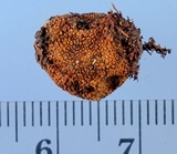Tolypocladium longisegmentatum image
