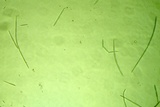 Tolypocladium longisegmentatum image