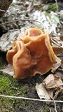 Gyromitra brunnea image