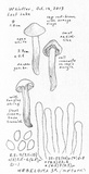 Hebeloma alpinicola image