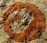 Caloplaca trachyphylla image