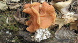 Gyromitra brunnea image