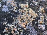 Rhizoplaca subdiscrepans image