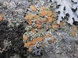 Rhizoplaca subdiscrepans image