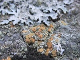 Rhizoplaca subdiscrepans image