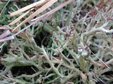 Cladonia furcata image