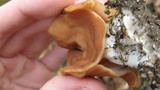 Gyromitra brunnea image