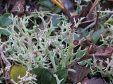 Cladonia furcata image