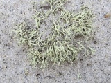 Cladonia labradorica image