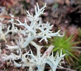 Cladonia terrae-novae image