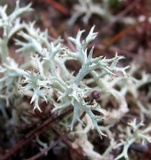 Cladonia terrae-novae image