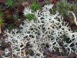 Cladonia terrae-novae image