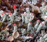 Cladonia didyma image