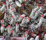 Cladonia didyma image