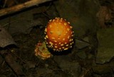 Amanita flavorubens image