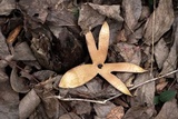 Chorioactis geaster image