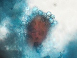 Tulasnella violea image