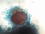 Tulasnella violea image