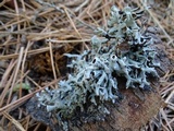 Hypogymnia imshaugii image