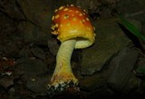 Amanita flavorubens image