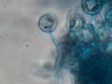 Tulasnella violea image