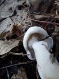 Leucopaxillus albissimus image
