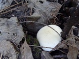 Leucopaxillus albissimus image