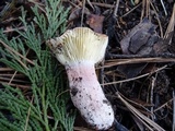 Russula rhodocephala image